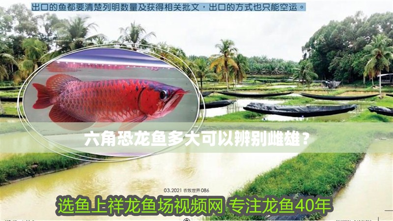 六角恐龍魚多大可以辨別雌雄？