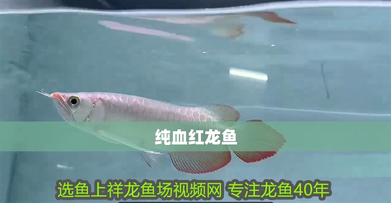 純血紅龍魚