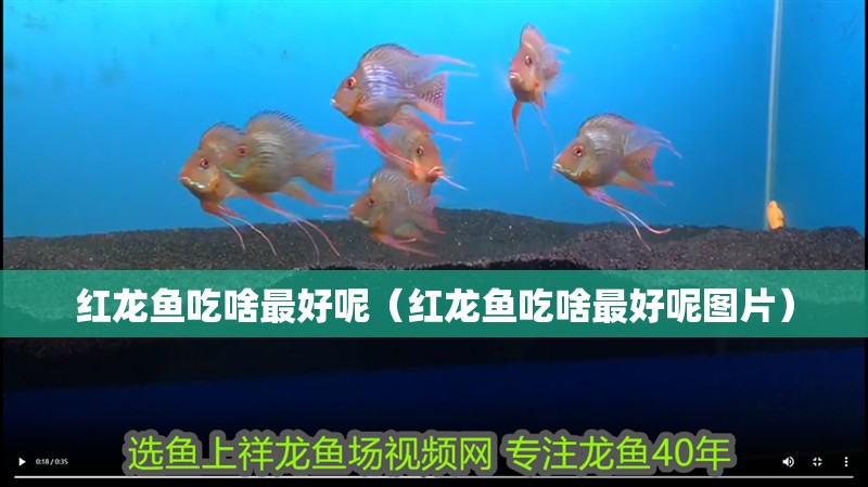 紅龍魚吃啥最好呢（紅龍魚吃啥最好呢圖片）