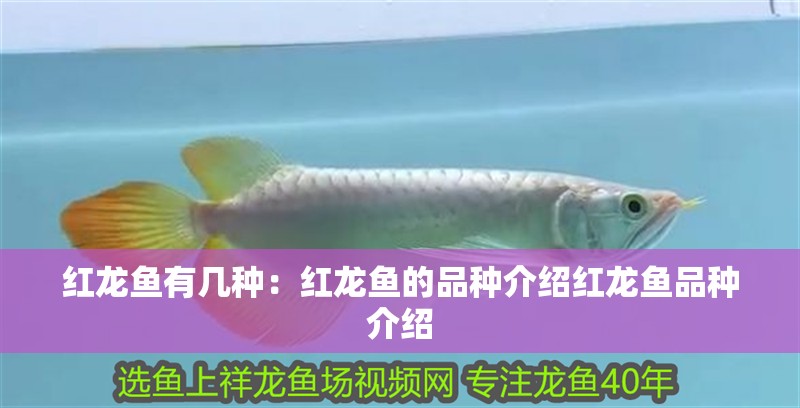 紅龍魚有幾種：紅龍魚的品種介紹紅龍魚品種介紹