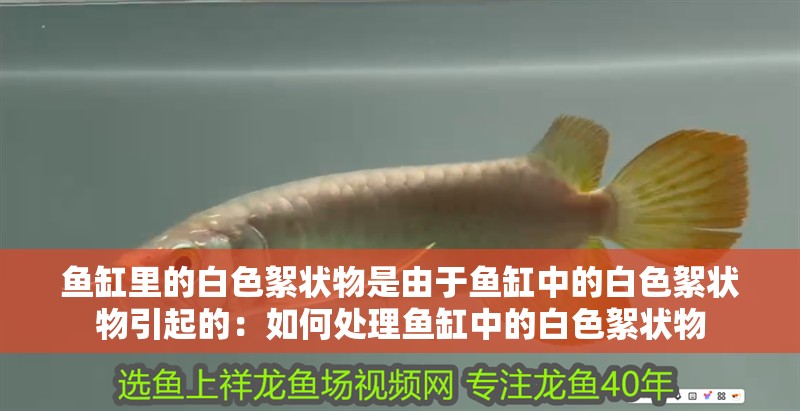魚缸里的白色絮狀物是由于魚缸中的白色絮狀物引起的：如何處理魚缸中的白色絮狀物