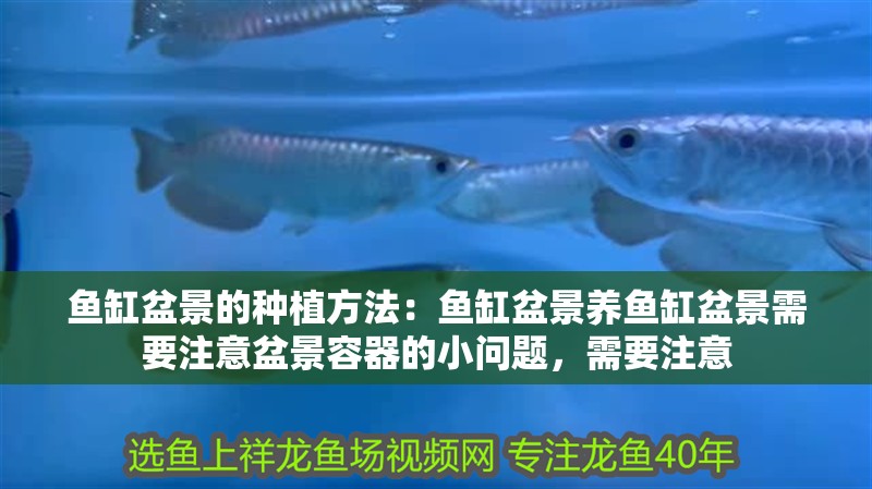 魚缸盆景的種植方法：魚缸盆景養魚缸盆景需要注意盆景容器的小問題，需要注意