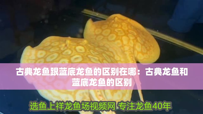 古典龍魚跟藍底龍魚的區(qū)別在哪：古典龍魚和藍底龍魚的區(qū)別