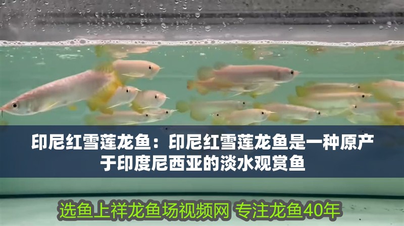 印尼紅雪蓮龍魚：印尼紅雪蓮龍魚是一種原產于印度尼西亞的淡水觀賞魚
