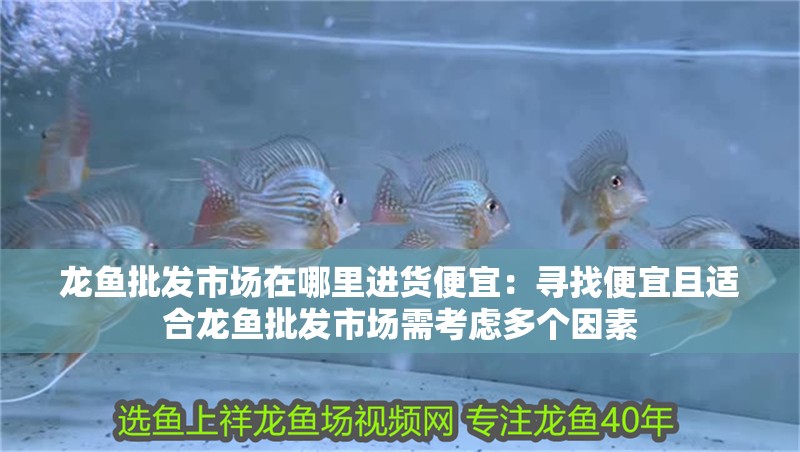 龍魚批發市場在哪里進貨便宜：尋找便宜且適合龍魚批發市場需考慮多個因素