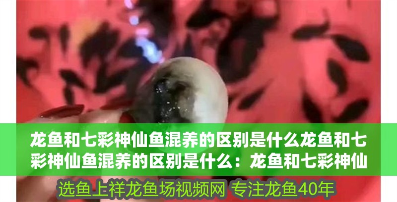 龍魚和七彩神仙魚混養(yǎng)的區(qū)別是什么龍魚和七彩神仙魚混養(yǎng)的區(qū)別是什么：龍魚和七彩神仙魚混養(yǎng)的區(qū)別