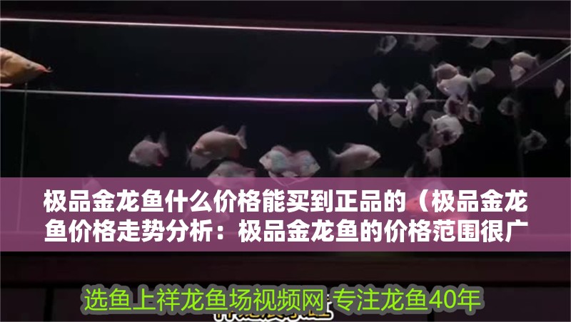 極品金龍魚什么價格能買到正品的（極品金龍魚價格走勢分析：極品金龍魚的價格范圍很廣）