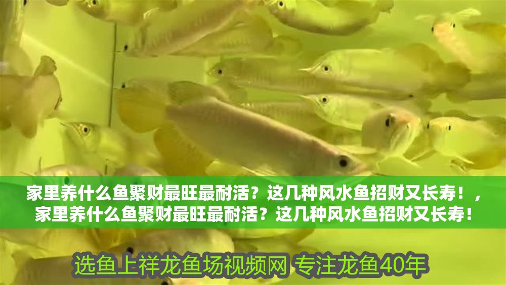 家里養(yǎng)什么魚(yú)聚財(cái)最旺最耐活？這幾種風(fēng)水魚(yú)招財(cái)又長(zhǎng)壽！，家里養(yǎng)什么魚(yú)聚財(cái)最旺最耐活？這幾種風(fēng)水魚(yú)招財(cái)又長(zhǎng)壽！