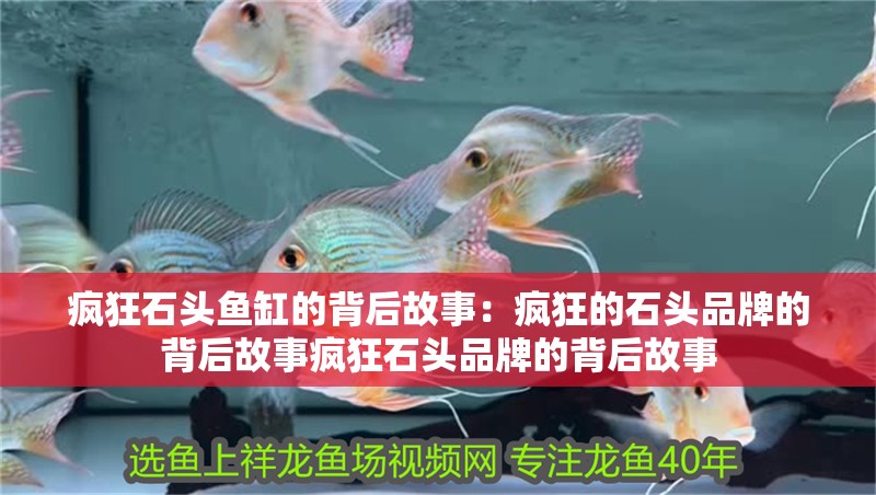 瘋狂石頭魚缸的背后故事：瘋狂的石頭品牌的背后故事瘋狂石頭品牌的背后故事 瘋狂石頭魚缸的背后故事：瘋狂的石頭品牌的背后故事瘋狂石頭品牌的背后故事 魚缸百科