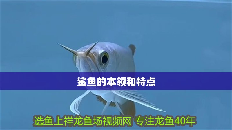 鯊魚的本領(lǐng)和特點(diǎn)