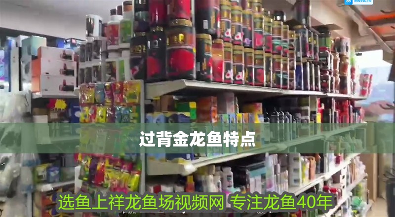 過背金龍魚特點