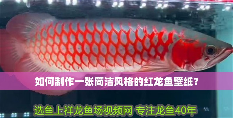 如何制作一張簡潔風(fēng)格的紅龍魚壁紙？