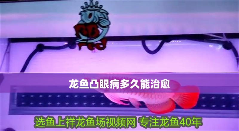 龍魚凸眼病多久能治愈