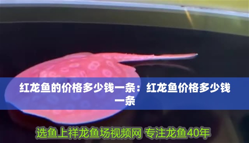 紅龍魚的價格多少錢一條：紅龍魚價格多少錢一條