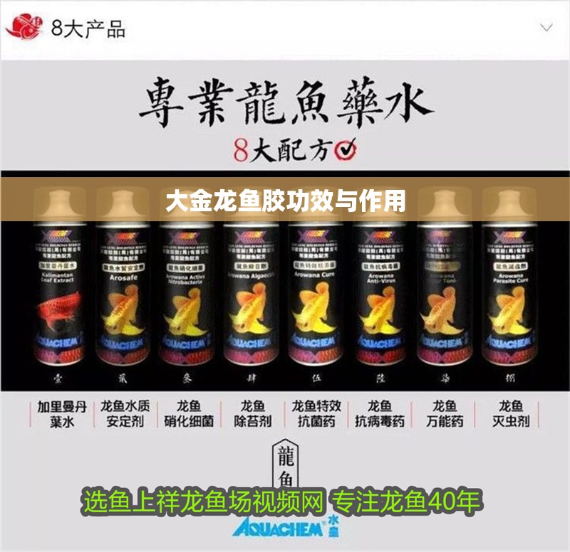 大金龍魚膠功效與作用