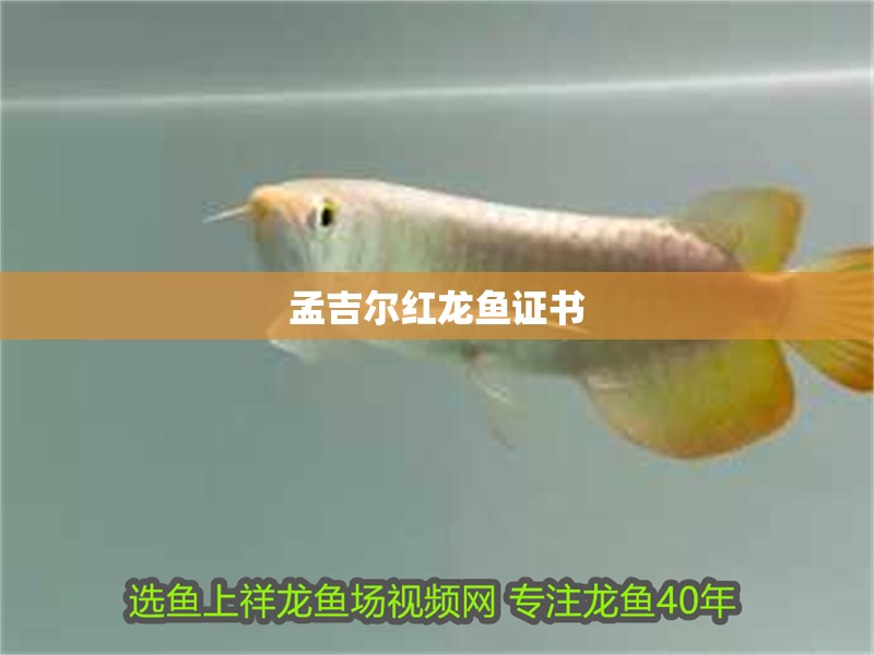 孟吉爾紅龍魚證書