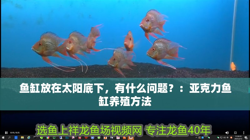 魚缸放在太陽底下，有什么問題？：亞克力魚缸養殖方法