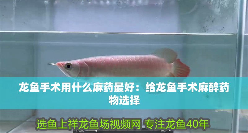 龍魚手術用什么麻藥最好：給龍魚手術麻醉藥物選擇 龍魚手術用什么麻藥最好：給龍魚手術麻醉藥物選擇 龍魚百科