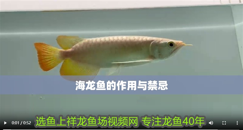 海龍魚的作用與禁忌