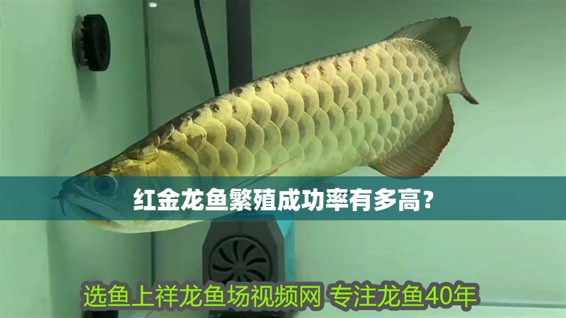 紅金龍魚繁殖成功率有多高？