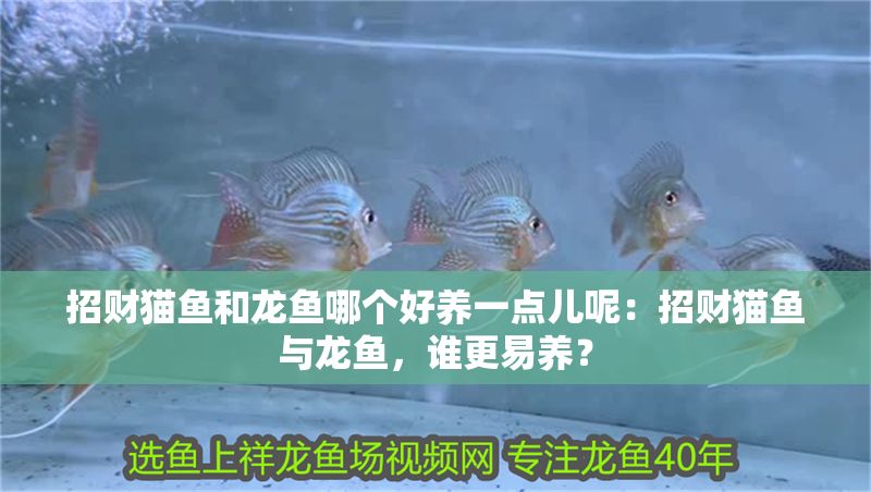 招財貓魚和龍魚哪個好養一點兒呢：招財貓魚與龍魚，誰更易養？