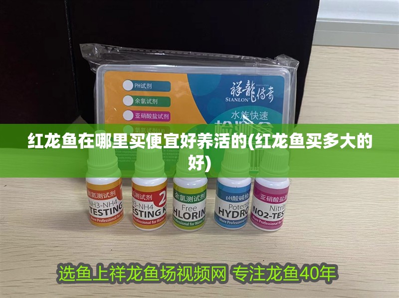 紅龍魚在哪里買便宜好養活的(紅龍魚買多大的好)