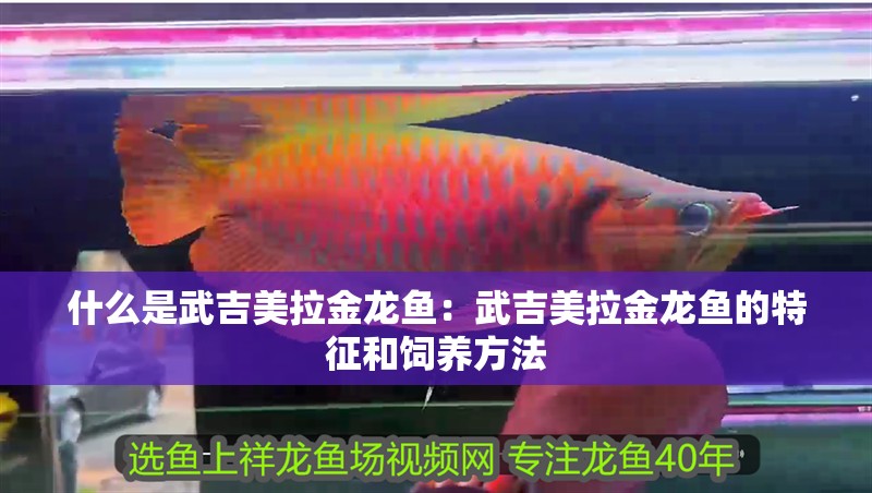 什么是武吉美拉金龍魚(yú)：武吉美拉金龍魚(yú)的特征和飼養(yǎng)方法