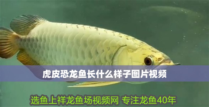 虎皮恐龍魚長什么樣子圖片視頻