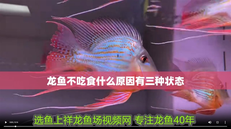 龍魚不吃食什么原因有三種狀態