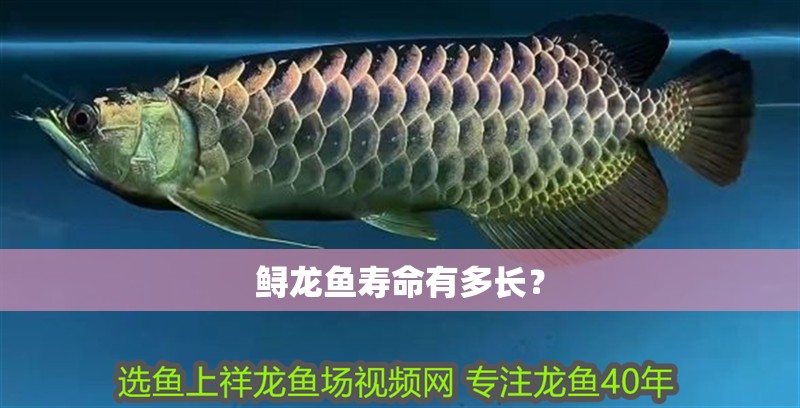 鱘龍魚壽命有多長(zhǎng)？