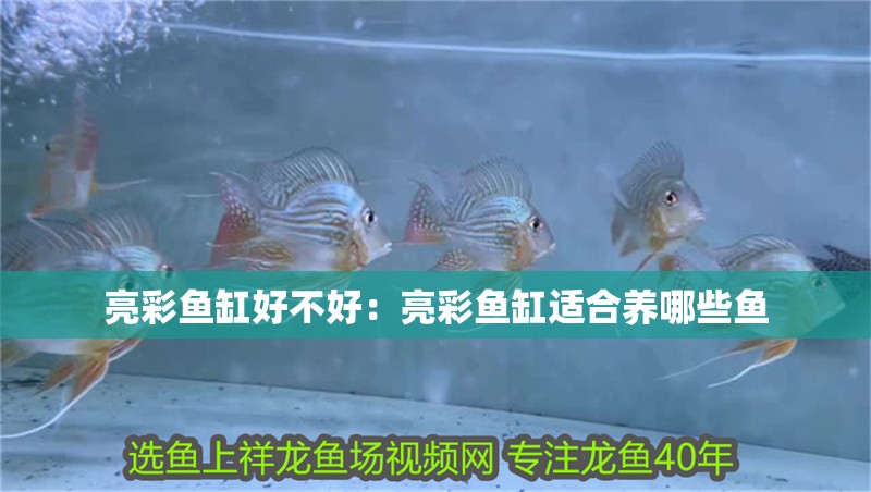 亮彩魚缸好不好：亮彩魚缸適合養哪些魚 亮彩魚缸好不好：亮彩魚缸適合養哪些魚 魚缸百科