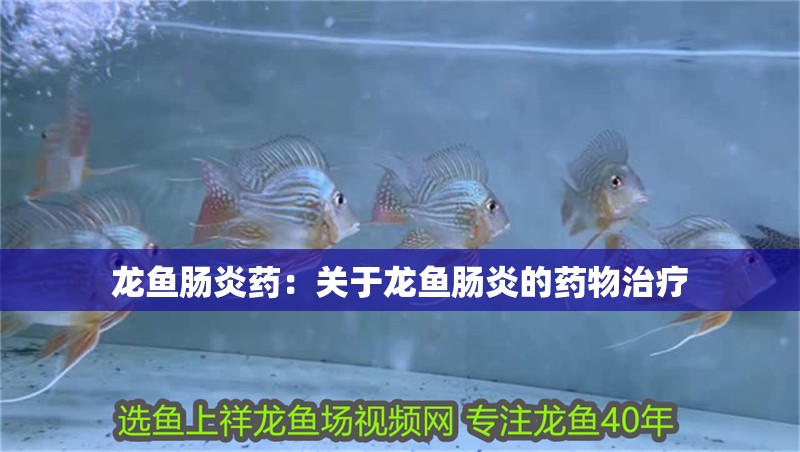 龍魚腸炎藥：關于龍魚腸炎的藥物治療