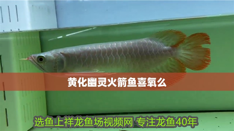黃化幽靈火箭魚喜氧么