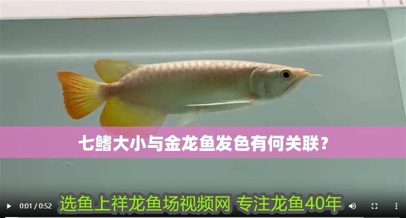 七鰭大小與金龍魚發(fā)色有何關(guān)聯(lián)？