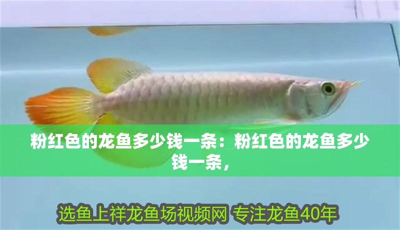 粉紅色的龍魚多少錢一條：粉紅色的龍魚多少錢一條，