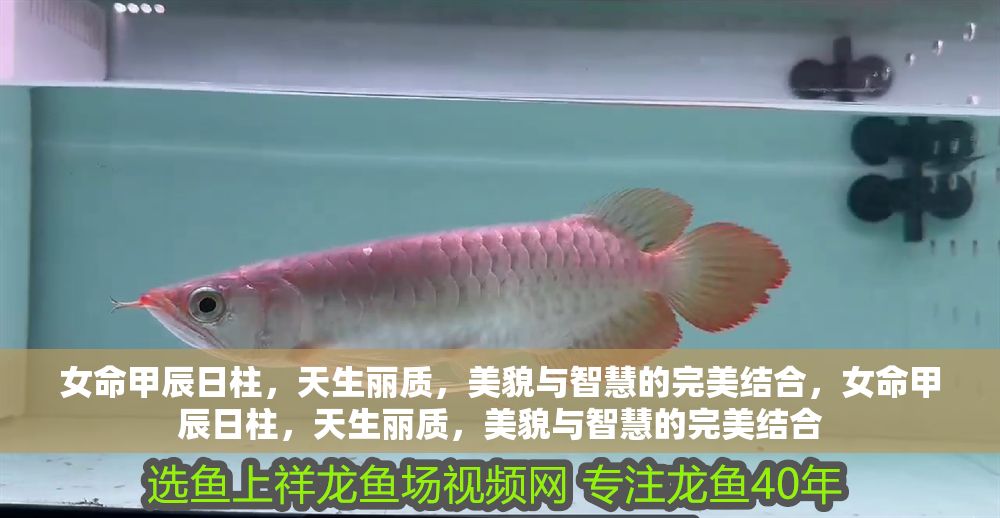 女命甲辰日柱，天生麗質(zhì)，美貌與智慧的完美結(jié)合，女命甲辰日柱，天生麗質(zhì)，美貌與智慧的完美結(jié)合