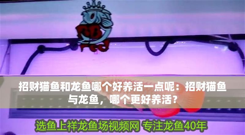 招財貓魚和龍魚哪個好養活一點呢：招財貓魚與龍魚，哪個更好養活？
