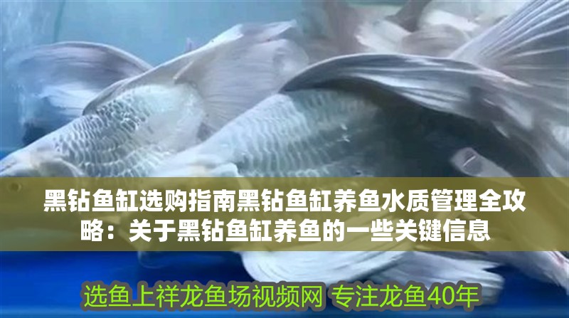 黑鉆魚缸選購指南黑鉆魚缸養(yǎng)魚水質(zhì)管理全攻略：關(guān)于黑鉆魚缸養(yǎng)魚的一些關(guān)鍵信息