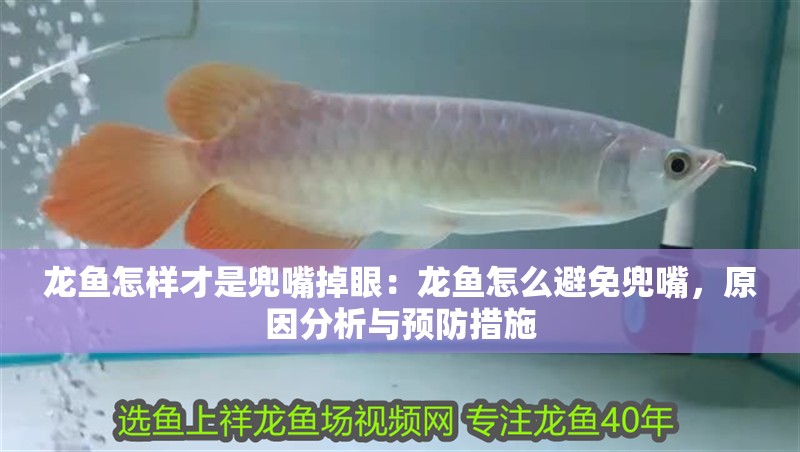 龍魚怎樣才是兜嘴掉眼：龍魚怎么避免兜嘴，原因分析與預防措施