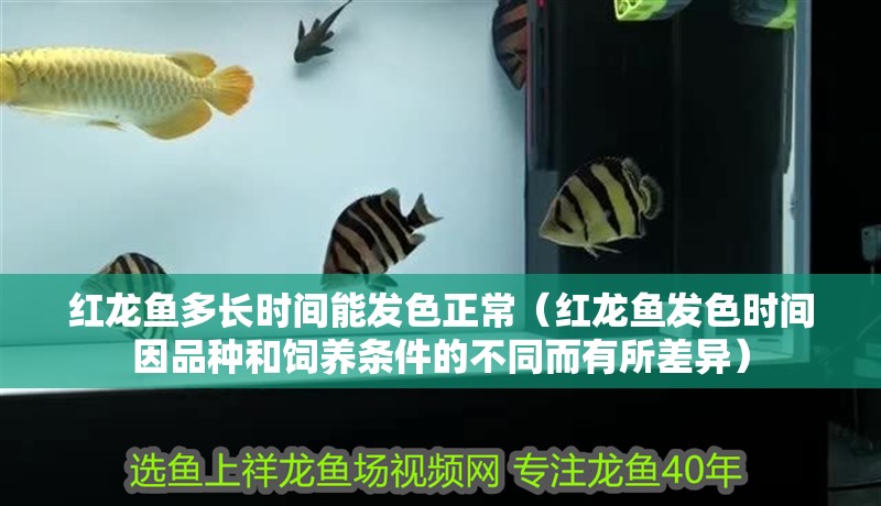 紅龍魚多長時(shí)間能發(fā)色正常（紅龍魚發(fā)色時(shí)間因品種和飼養(yǎng)條件的不同而有所差異）