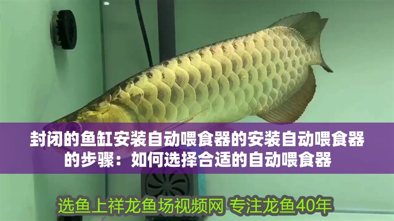 封閉的魚缸安裝自動喂食器的安裝自動喂食器的步驟：如何選擇合適的自動喂食器