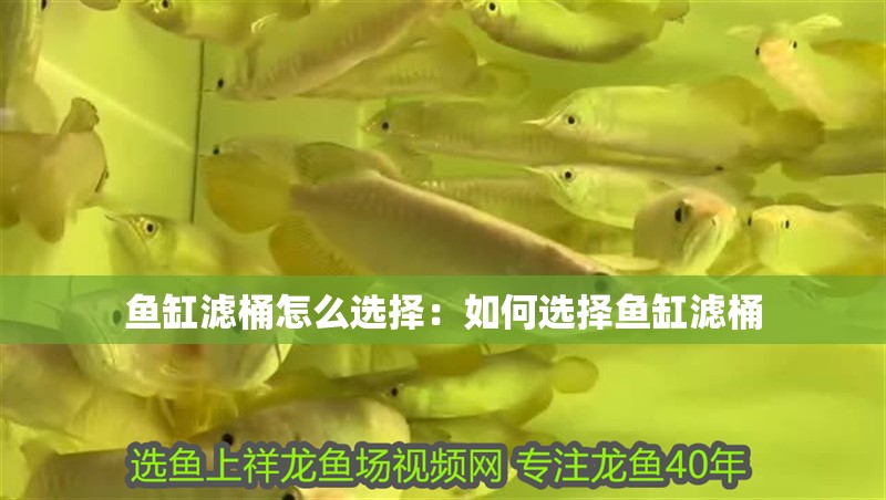 魚缸濾桶怎么選擇：如何選擇魚缸濾桶 魚缸濾桶怎么選擇：如何選擇魚缸濾桶 魚缸百科