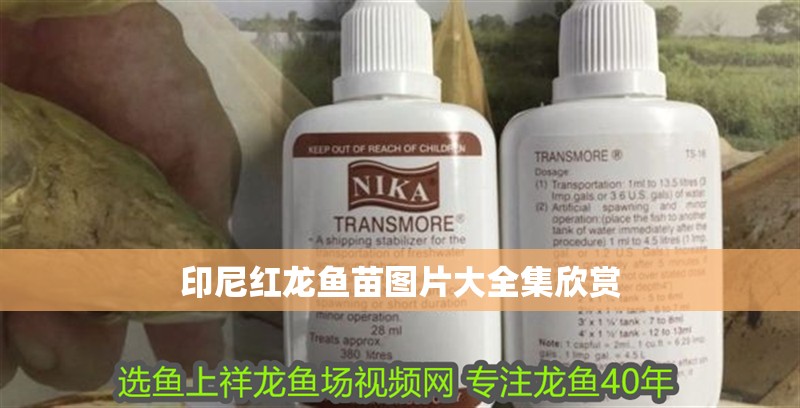 印尼紅龍魚苗圖片大全集欣賞