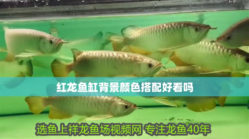 紅龍魚(yú)缸背景顏色搭配好看嗎