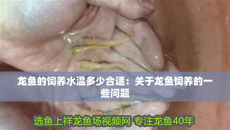龍魚(yú)的飼養(yǎng)水溫多少合適：關(guān)于龍魚(yú)飼養(yǎng)的一些問(wèn)題