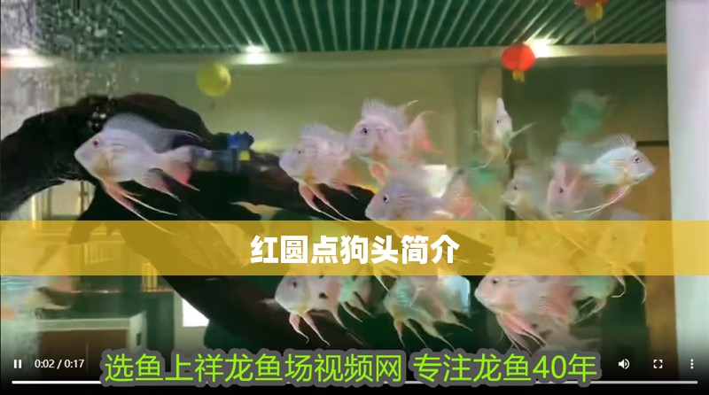 紅圓點狗頭簡介
