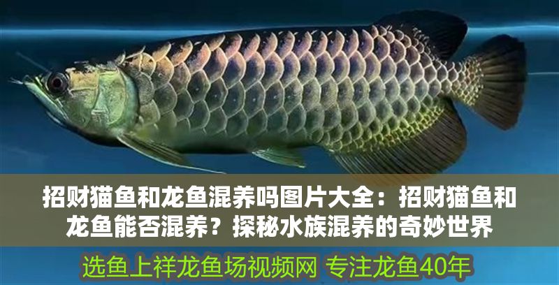 招財貓魚和龍魚混養嗎圖片大全：招財貓魚和龍魚能否混養？探秘水族混養的奇妙世界