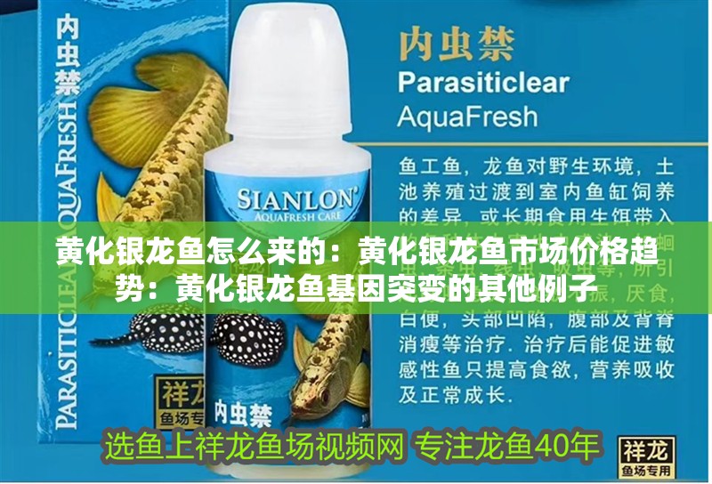 黃化銀龍魚怎么來的：黃化銀龍魚市場價格趨勢：黃化銀龍魚基因突變的其他例子 黃化銀龍魚怎么來的：黃化銀龍魚市場價格趨勢：黃化銀龍魚基因突變的其他例子 龍魚百科