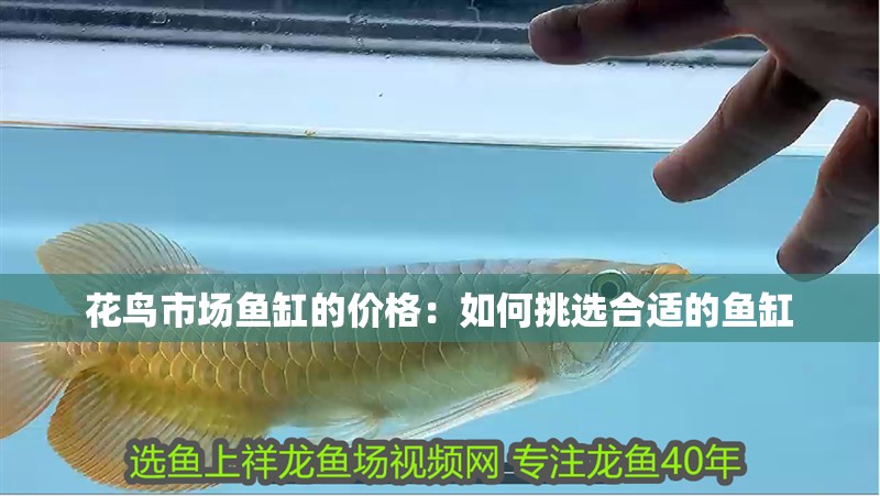 花鳥市場(chǎng)魚缸的價(jià)格：如何挑選合適的魚缸