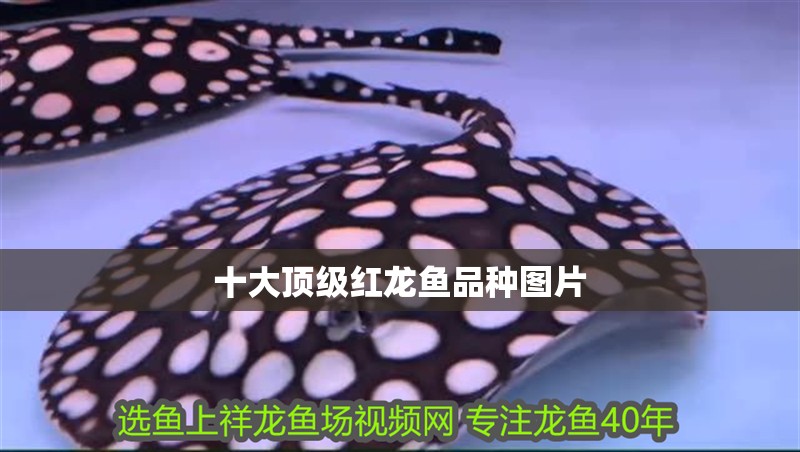 十大頂級紅龍魚品種圖片